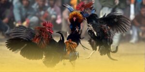 luật đá gà cựa sắt